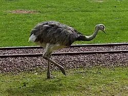 Nandu am Gleis