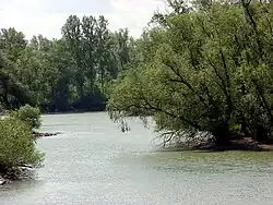Rheinaue bei Rastatt-Plittersdorf