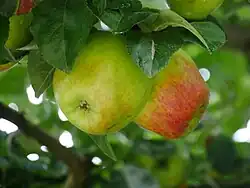Frucht im Baum