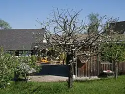 Ganzer Baum