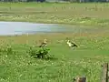Nilgänse im Gebiet
