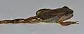 Rheobates pseudopalmatus