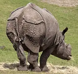 Panzernashorn