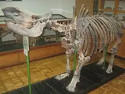 Fauna- und Flora-Ablagerungen der Vierten Periode in Binəqədi