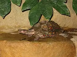 Costa-Rica-Pracht-Erdschildkröte im Zoo Aquarium Berlin