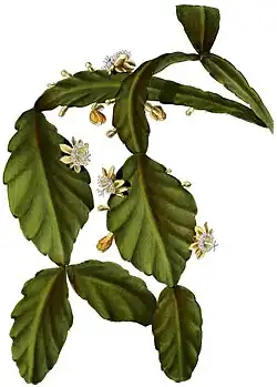 Rhipsalis elliptica