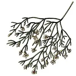 Rhipsalis sp.