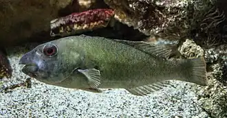 Europäischer Papageifisch
