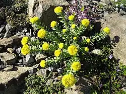 Rosenwurz