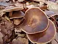 Butter-Rübling (Rhodocollybia butyracea)