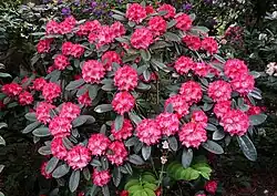 Rhododendron yakushimanum 'Rendezvous'