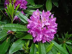 Rhododendron
