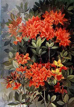 Rhododendron calendulaceum in Southern Wild Flowers and Trees