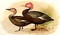 Rosenkopfente aus Journal of the Bombay Natural History Society Volume 18 1907