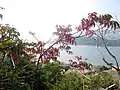 Ein häufiger wild wachsender Baum in Hongkong