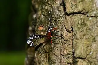 Rhyssella humida ♀