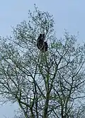 Ein Schwarzbär in einer Baumkrone