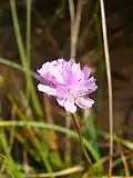 Purpur-Grasnelke (Blütenstand)