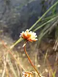 Purpur-Grasnelke (Köpfchen mit Hüllblatt)
