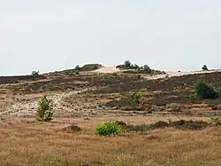Fundort des „Riesen von Hanglüß“