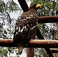 Riesenseeadler