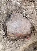 Römische Ziegelsteine mit dem Stempel der Legion