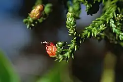 Rimu-Harzeibe (Keine Frucht; nur der Arillus)