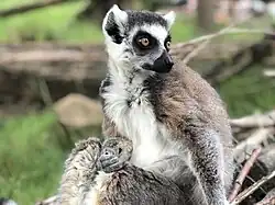 Katta