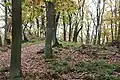 Gipfelbereich Südkuppe im Ringwall am Dommelberg Koblenz Blick Richtung Norden.