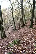Ringwall Kautenbach Teilbereich Ostseite.