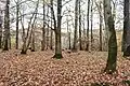 Ringwall Kautenbach Teilbereich Gipfelplateau.