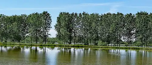 Reisfeld in Besate