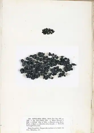 R. atra Roth, Tafel aus dem Herbarium der Brüder Pierre-Louis und Hippolyte-Marie Crouan, 1852.