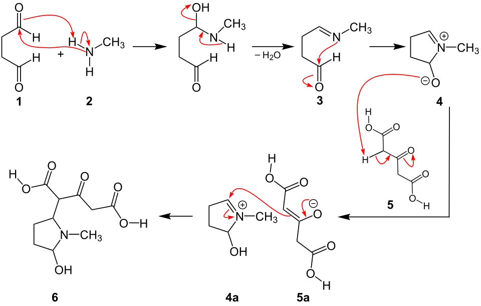 1. Teil des Reaktionsmechanismus der Robinson-Schöpf-Reaktion