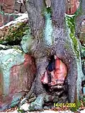 Baum im Steinbruch