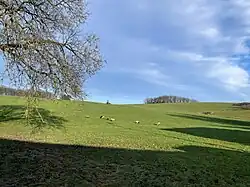 Landschaftskulisse mit Zwergschafen