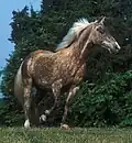 Windfarbenes Rocky Mountain Horse