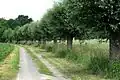 Kopfweiden zwischen Bach und Weg