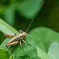 Nymphe
