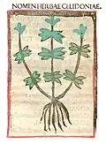 ....... Celidonia. ....... Druck Rom 1481