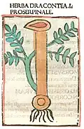 ....... Dracontea. ....... Druck Rom 1481