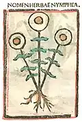 Pseudo-Apuleius, Druck Rom 1481