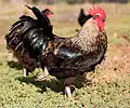 13 Galo (Hahn) 49 50 51 52