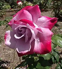 2010