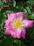 ‘Angelina’, Cocker 1976
