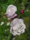 ‘Ayrshire Splendens’, Rosa arvensis, vor 1837