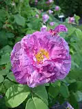 ‘Ornement de la Nature’, Rosa gallica, vor 1813