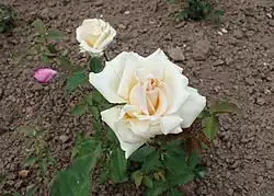 'Anna Olivier', 1872