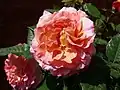 ‘Augusta Luise’, Tantau, 1999