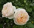 ‘England’s Rose’, David Austin, 2000